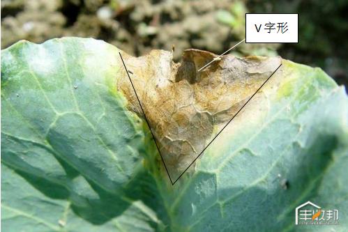 种植白菜心怎么管理,防治白菜萝卜病虫害哪个药好