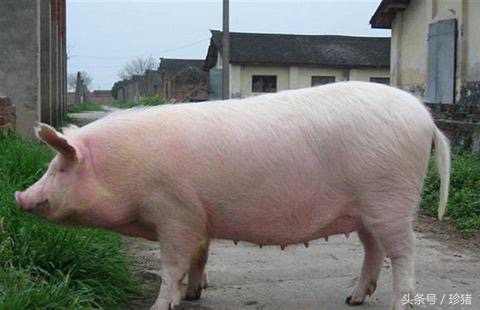 母猪头胎难产掏了还能用吗,为什么母猪头胎配杜洛克容易难产