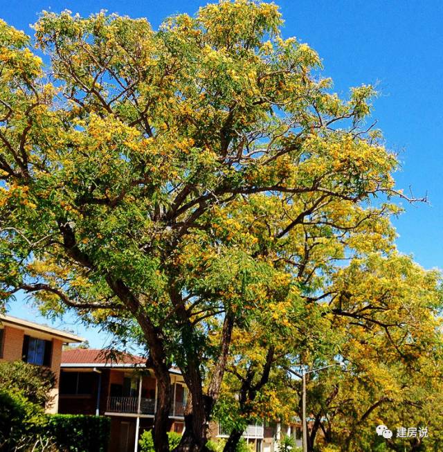 别墅庭院景观树图片大全,别墅庭院围栏用什么树