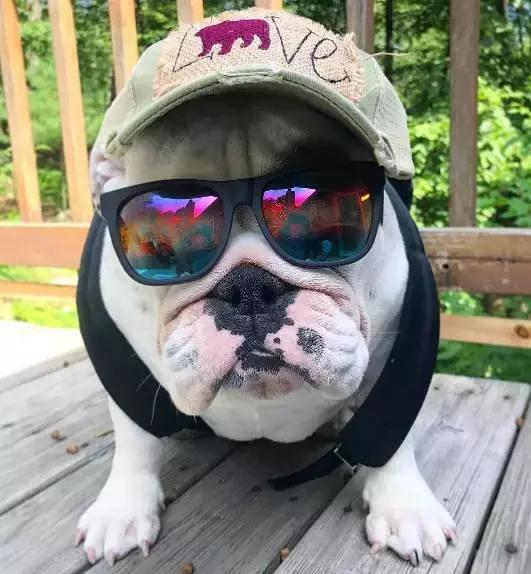 英牛的特征是什么,英牛智商高吗值得买吗