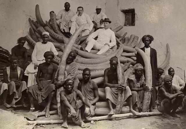 塑料鼻祖竟是自燃之王，“冒充”象牙拯救大象，还烧光了妇女秀发