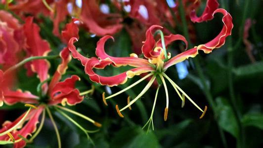 世界上最名贵的花图片大全,世界上最贵的10种花