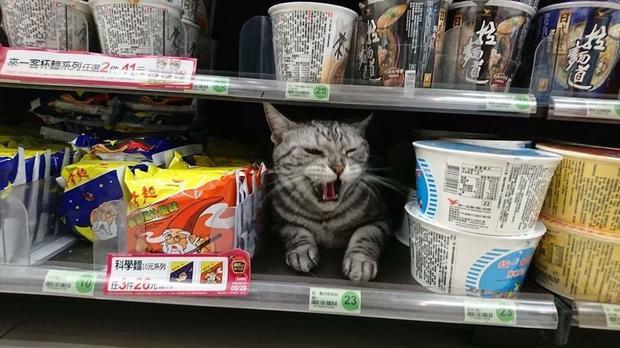 顾客问一句这猫也是特价活动买一送一商店店主的反应亮了