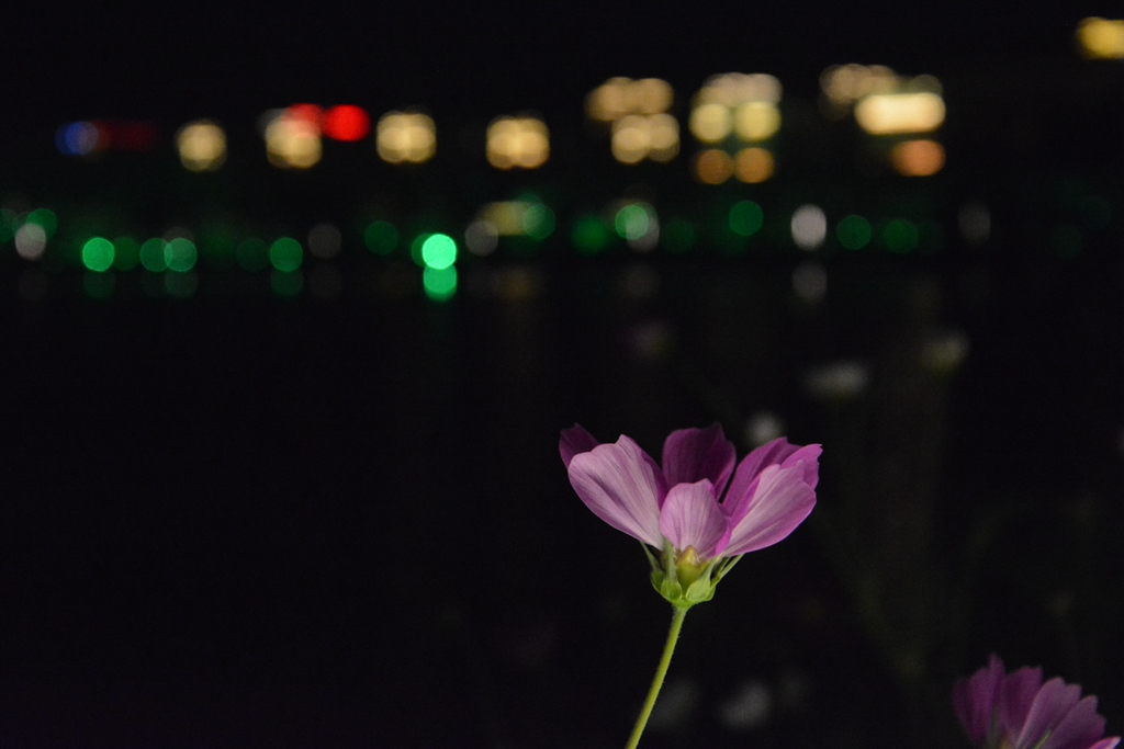 西安到阿拉善左旗自驾游攻略,西安到阿拉善三日游