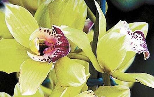 世界上最名贵的花图片大全,世界上最贵的10种花