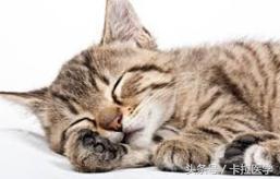 睡眠不好爱做梦易醒怎么回事,睡眠浅做梦易醒