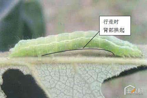 种植白菜心怎么管理,防治白菜萝卜病虫害哪个药好