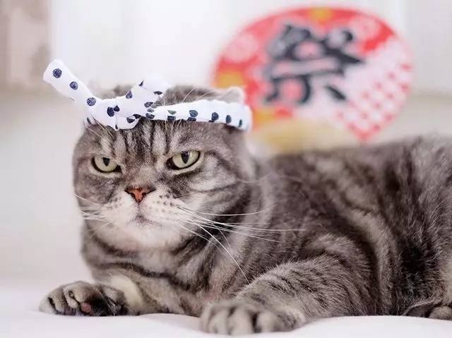 怎样亲近喵星人教你5个实用贴士,喵星人独门秘籍