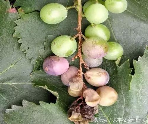 葡萄穗尖干枯怎么治,葡萄穗轴枯萎怎么回事