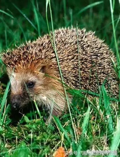 探秘黑河森林公园,黑河森林公园野生动物