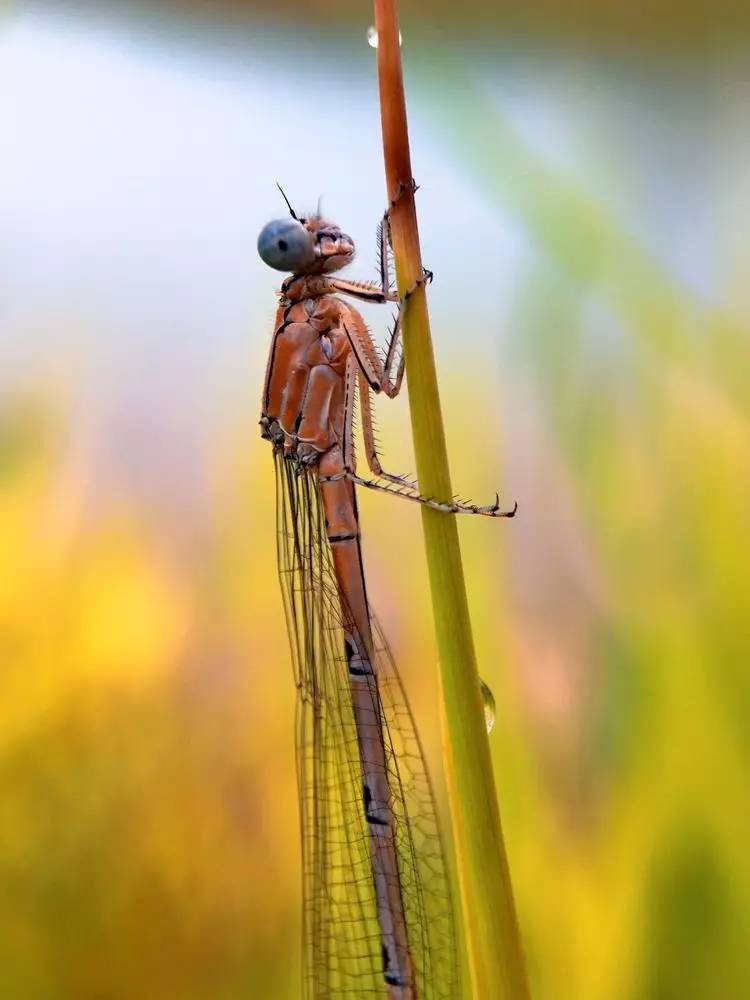 手机怎么玩转拍摄,手机怎样微距拍照