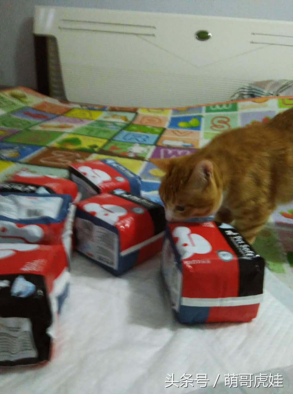 小猫平时很乖巧过一阵就尿床,小猫总是半夜来床上枕头上尿尿