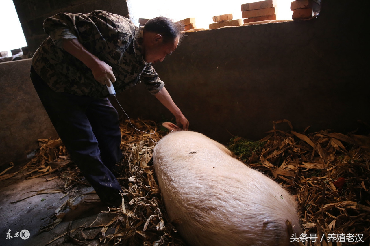 养殖场猪被咬伤,猪被咬伤拿什么擦身上的伤最好