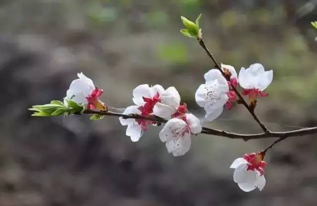 才知道！龙口的12个月竟然有12种味道，你最爱哪一种？