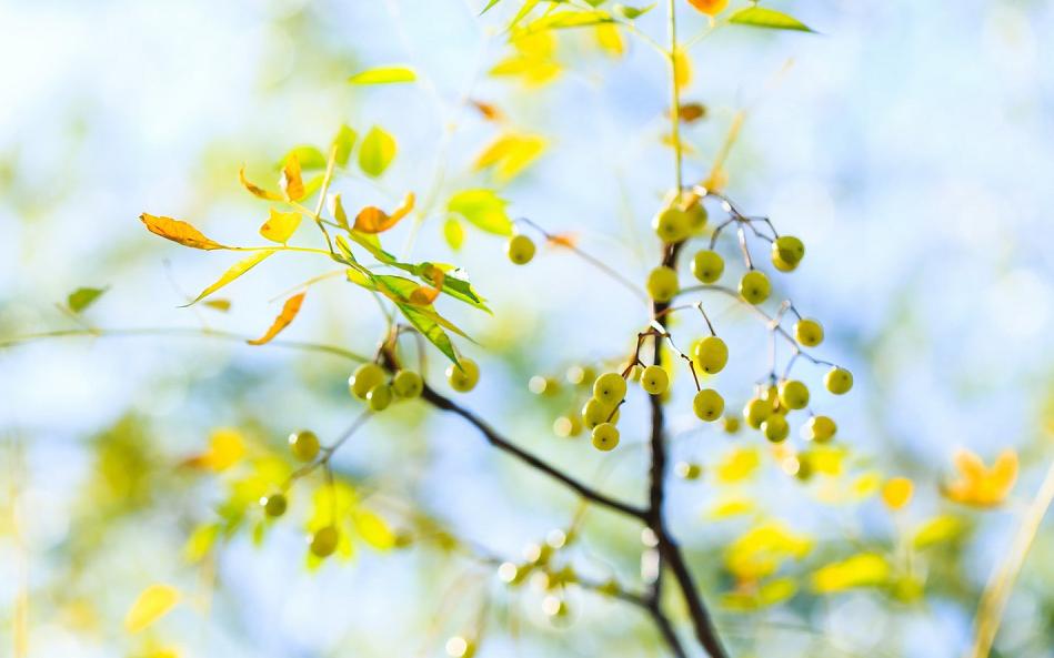 处暑养生知识视频,处暑养生小秘诀