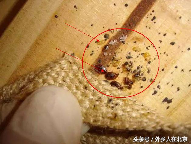 新房入住后有很小很小的虫子,新租的房子有特别小的虫子