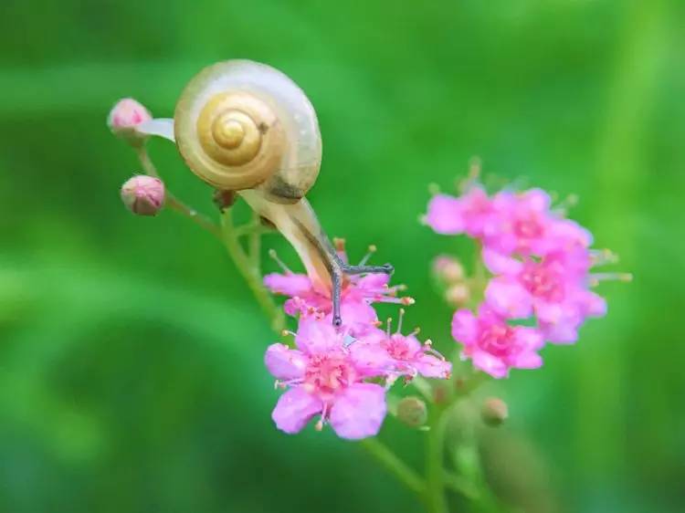 手机怎么玩转拍摄,手机怎样微距拍照