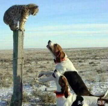 保证让你笑到肚子疼的视频,保证让你笑到死的视频