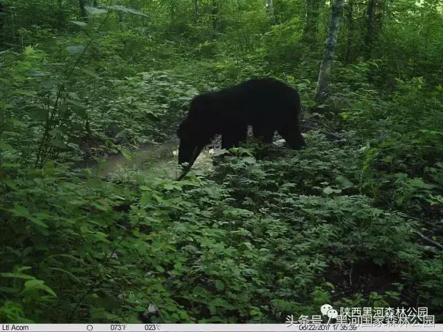 探秘黑河森林公园,黑河森林公园野生动物