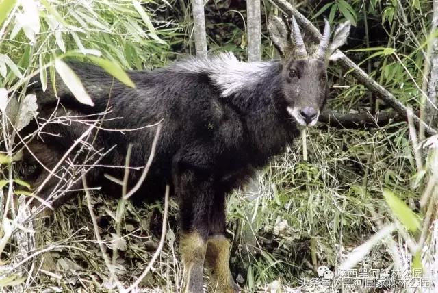 探秘黑河森林公园,黑河森林公园野生动物