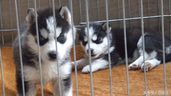 哈士奇护食爆冲,哈士奇小狗训练全套教程