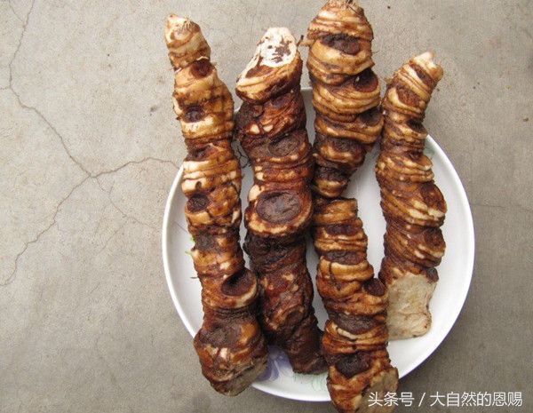 七叶一枝花有什么作用和功效,七叶一枝花