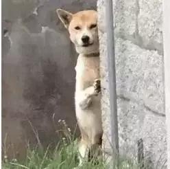 南宝山免费露营耍水,南宝山林海营地有什么耍的