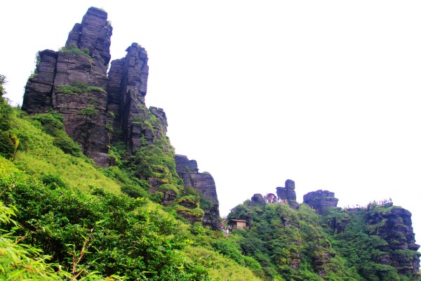 天天有人去山上采蘑菇,每天来观看的游客上万人