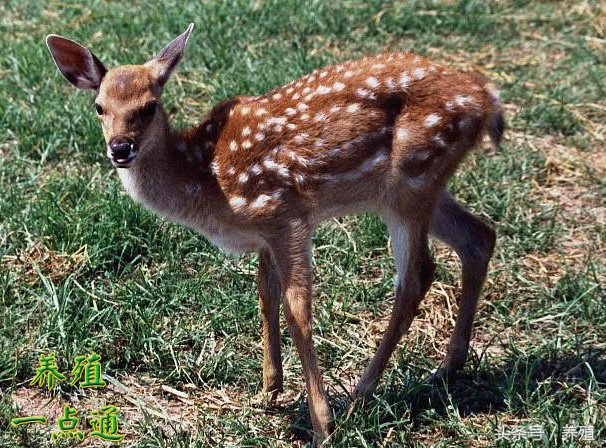 幼鹿养殖,鹿的养殖现状与前景