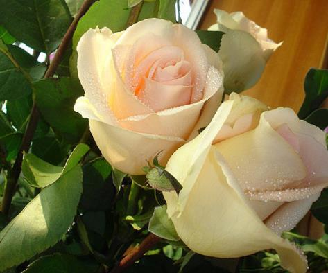 玫瑰花29支的花语,送花给女生玫瑰花语