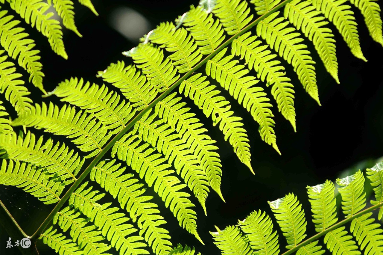 宽容分两种伪宽容和真宽容,宽容是谅解忍耐是蛰伏