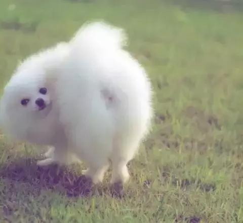 那坨博美！好软！好圆！好蓬！好想揉！