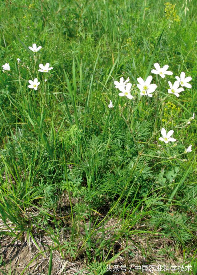 走进大兴安岭原始森林,探秘野生动物世界