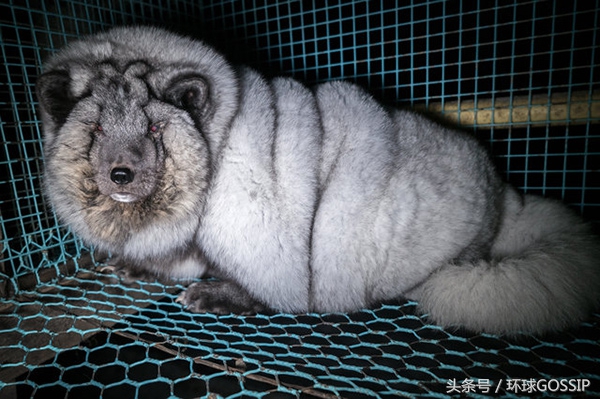 在芬兰皮毛工厂生活的北极狐，体重是正常同类的7倍，面目全非