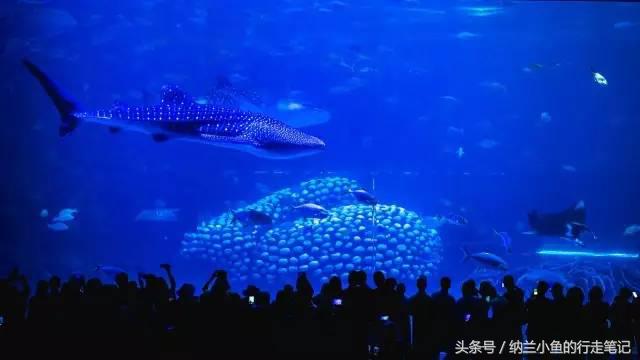 珠海长隆横琴湾酒店:这里不仅是吃货天堂,更让酒店控亮瞎眼!