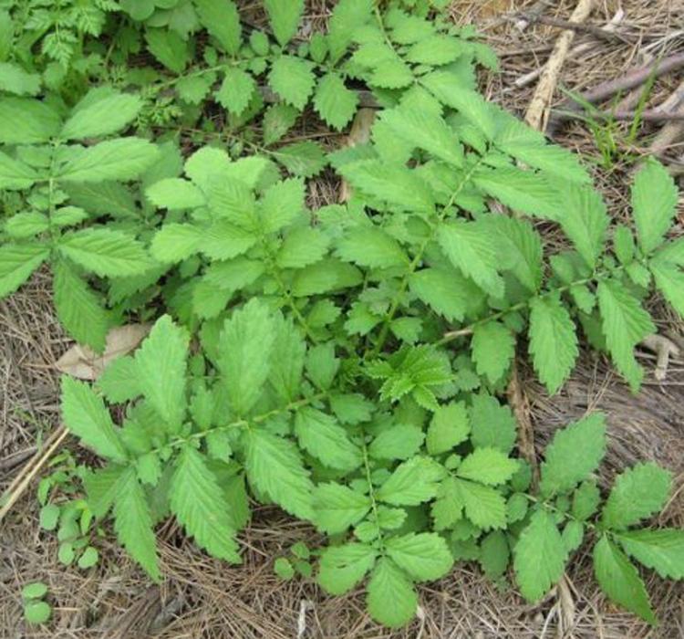 气血双补的仙鹤草，还有一些什么秘密，你知道吗？