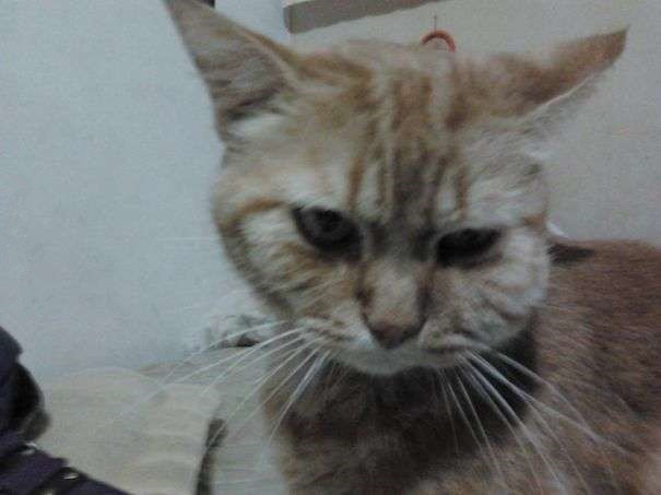 被蜂蜇了的地方为啥很痒,记录第一次被蜜蜂蜇