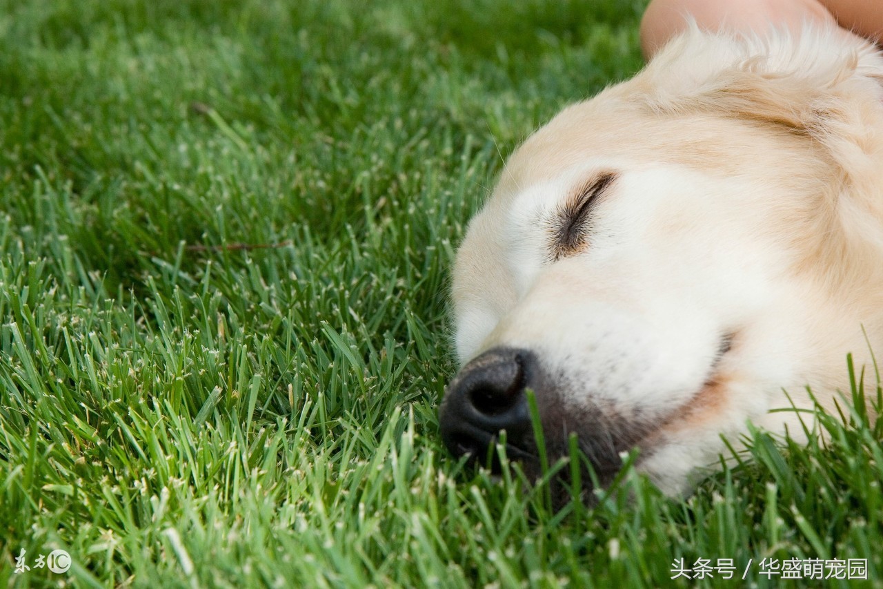 狗狗眼睛分泌物异常增多，到底是什么原因！