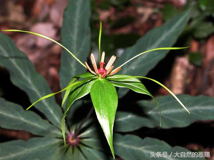 七叶一枝花有什么作用和功效,七叶一枝花