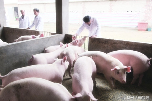 猪场母猪查情的学问，学习了