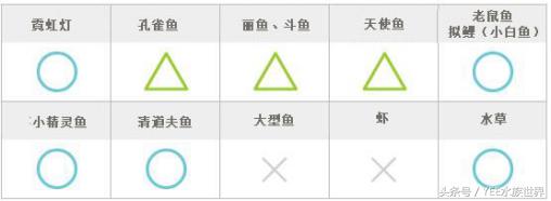 用简单的方法让鱼缸变的更清澈,掌握这些技巧让你的鱼缸更加清爽