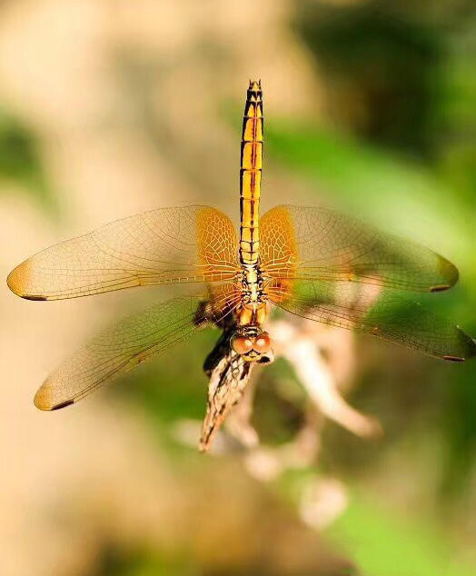 世界因你而美好原唱,世界因你而美好