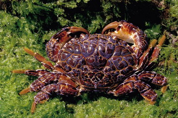 又到了吃螃蟹的季节怎样挑选螃蟹,如何正确挑选食用螃蟹你都知道吗