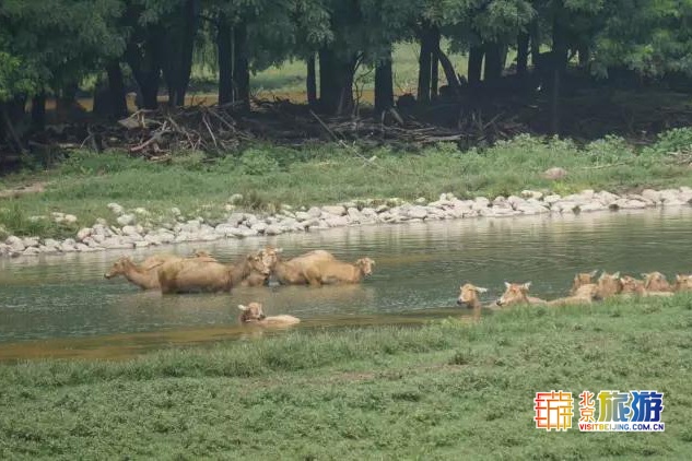 京城最大郊野公园，不仅免费，还藏了好多不为人知的秘密！