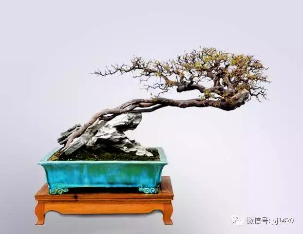 50种盆景树图片大全,50种盆景植物图片大全