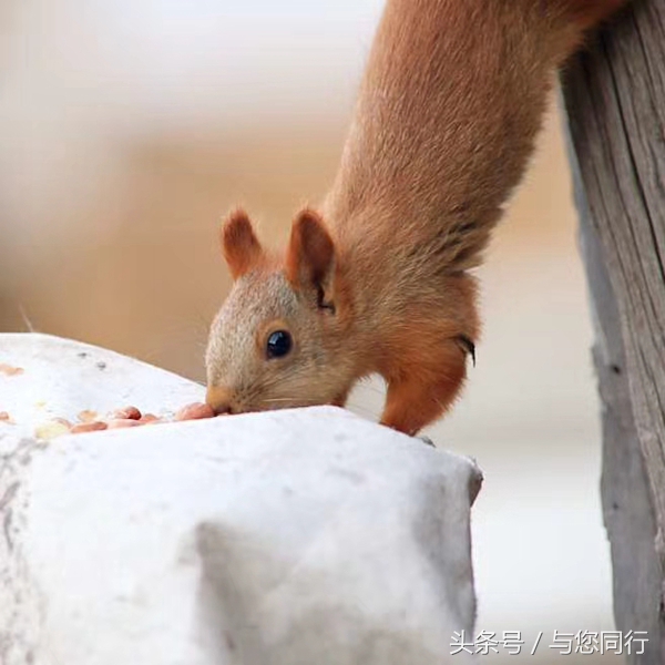雪地松鼠可爱视频,雪地松鼠卖萌