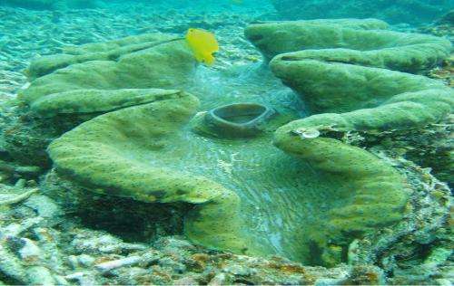 帕劳旅游最美风景攻略,帕劳旅游攻略自由行