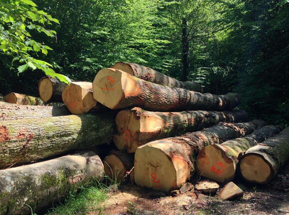 松木和橡木家具的区别,橡木和松木的区别