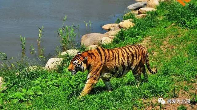 9月河北人去上海半价！上海64家景点全部半价！连迪士尼都降了