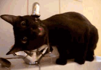 什么猫粮不会导致泌尿感染,肾脏疾病猫粮